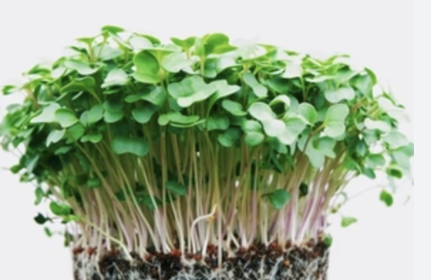 Broccoli & Kale microgreens